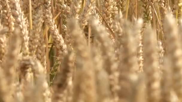 Nyáron a gabona területen - Felvétel, videó