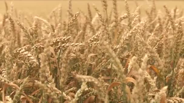 Grain veld in de zomer - Video
