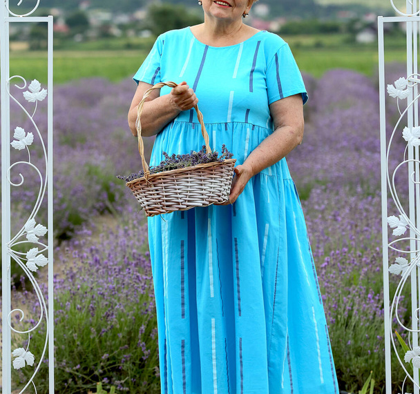 Пожилая белая женщина в синем платье на лавандовом поле держит корзину с цветами лаванды
. - Фото, изображение