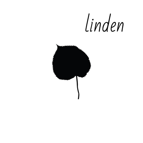 Linden leaf icon isolated on clean background. - Valokuva, kuva