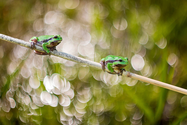 Grüner Laubfrosch - Hyla arborea - zwei Frösche, die auf einem Grashalm hinter ihnen sitzen. Im Hintergrund ist ein schönes Bokeh zu sehen, das durch Fotoausrüstung und ein altes Objektiv entstanden ist.. - Foto, Bild