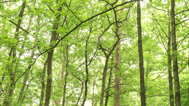 δάσος στη Γερμανία - Πλάνα, βίντεο