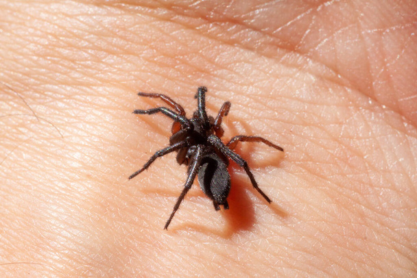 маленький отруйний павук на руці
 - Фото, зображення