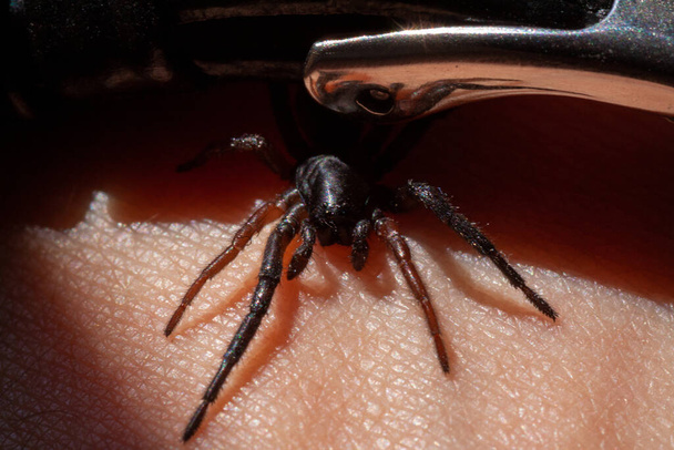 una pequeña araña venenosa en el brazo
 - Foto, Imagen