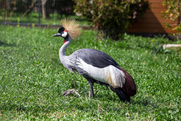 Crowned Crane on a background of green grass. Selective focus. - Fotoğraf, Görsel