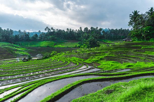 Φωτογραφία από πρασινωπές ορυζώνες με γραμμές για μπαλί στην Ινδονησία - Φωτογραφία, εικόνα