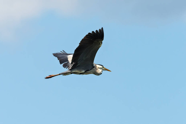 Ein Großer Blaureiher fliegt. Ein wunderschön großer Watvogel fliegt hoch durch den Himmel. - Foto, Bild