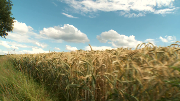 Campo de grãos no verão
 - Filmagem, Vídeo