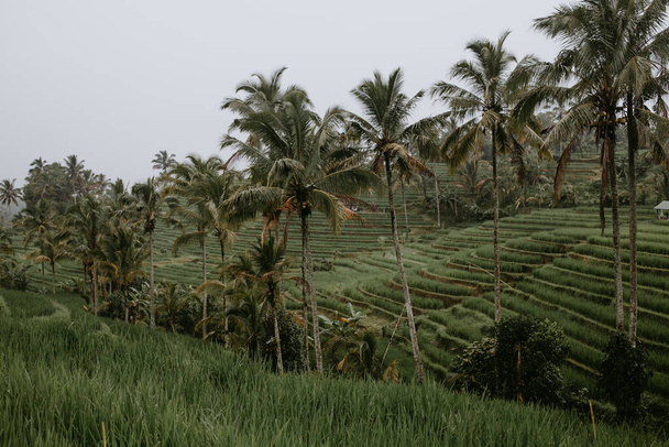 pirinç terasları Endonezya 'da Tegalalang - Fotoğraf, Görsel