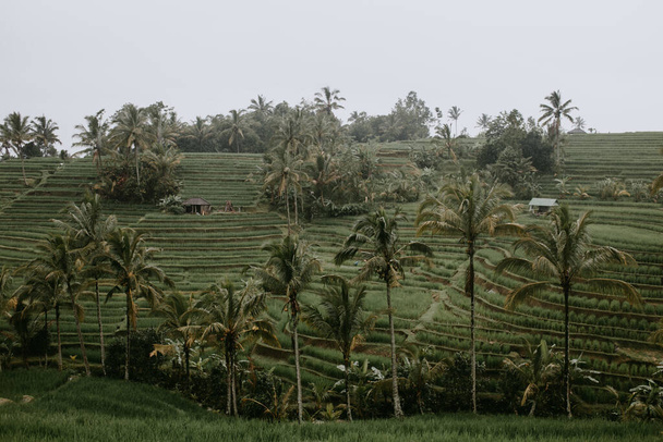 rice terraces Tegalalang in Indonesia - Foto, Imagem