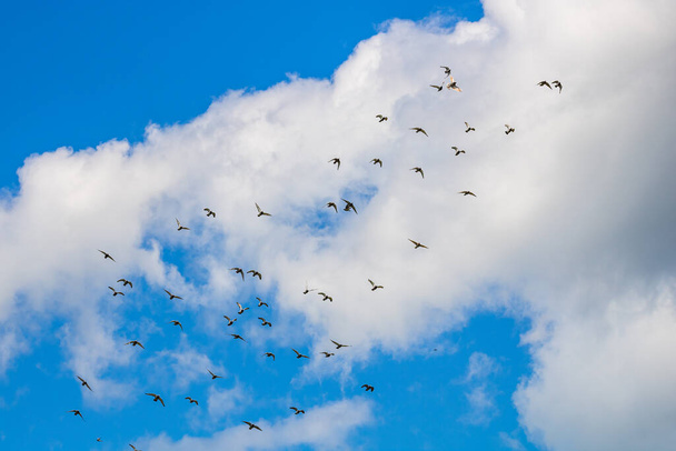 Many pigeons birds flying in the cloudy sky - Фото, изображение