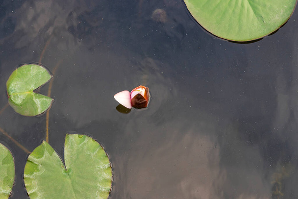 Pączek lilii wodnej w wodzie. Wokół są liście lilii wodnej. Zdjęcie z góry - zdjęcie płaskie lay. - Zdjęcie, obraz