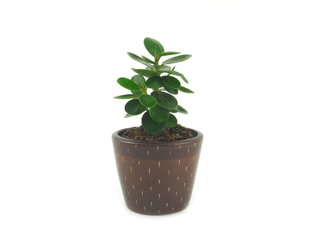 Green houseplants in brown ceramic pot isolated on a white background - Photo, Image