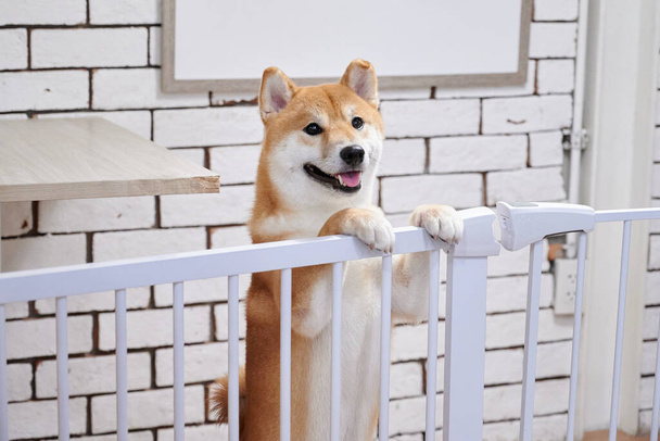 Ένα σκυλί Chiba χαμογελά στην υπόθεση - Φωτογραφία, εικόνα