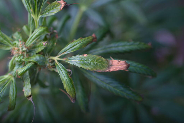 άρρωστο φυτό κάνναβης. ιατρική μαριχουάνα - Φωτογραφία, εικόνα