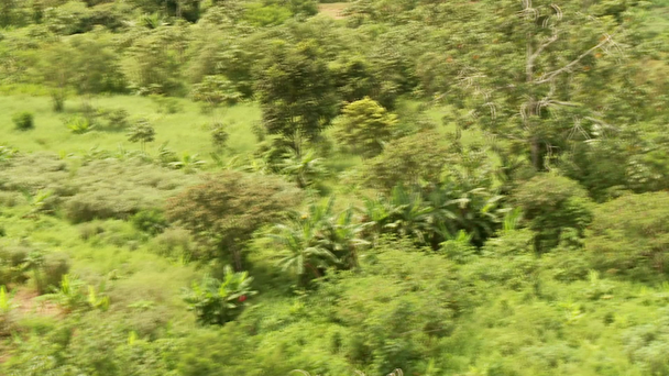 Regenwoud - Video