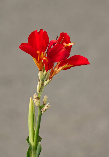 A vertical shot of red Canna lily flowers against a gray background - Photo, Image