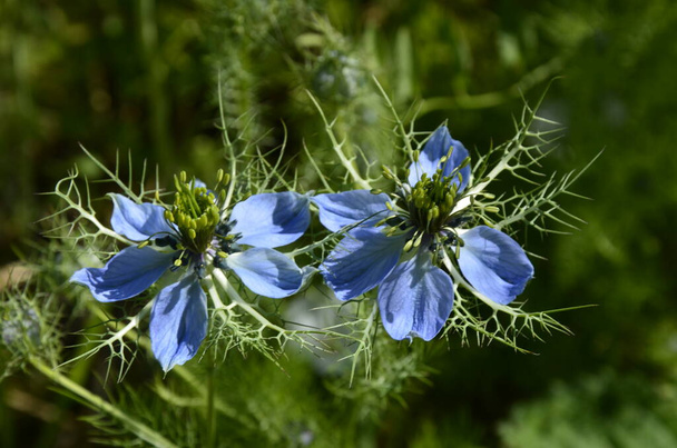 Nigella damascena alkukesästä kukinta kasvi eri sävyjä sinisiä kukkia pieni vihreä pensas, kaunis koriste puutarha kasvi - Valokuva, kuva
