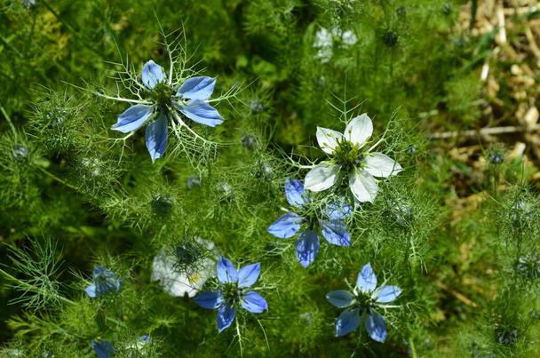 Nigella damascena début de l'été plante à fleurs avec différentes nuances de fleurs bleues sur petit arbuste vert, belle plante ornementale de jardin - Photo, image