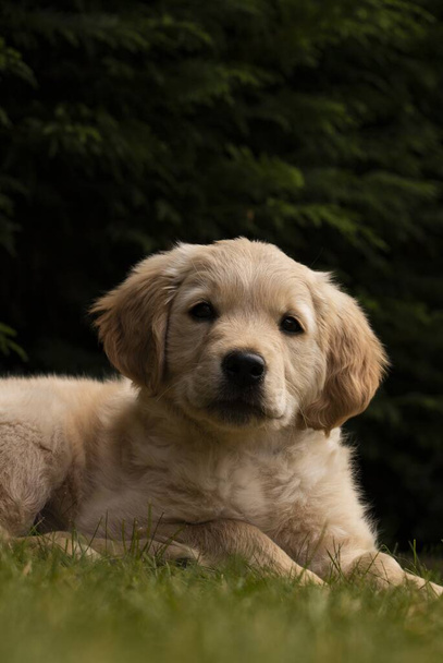 A cute fluffy golden retriever sitting on the grass in the park - Foto, Bild