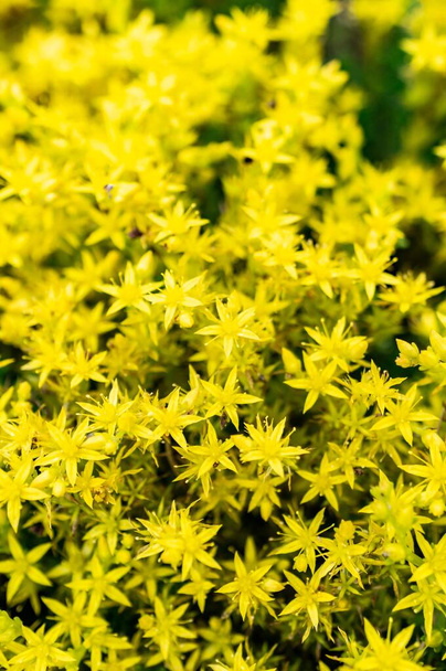 A macro shot of the blossomed  yellow Goldmoss stonecrop flowers - Photo, Image