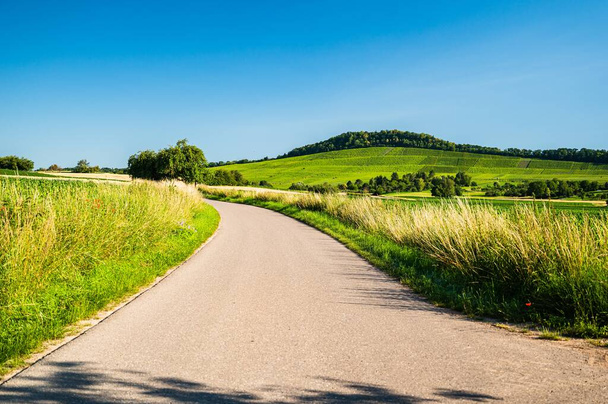 The road surrounded by green trees and grass - Fotoğraf, Görsel