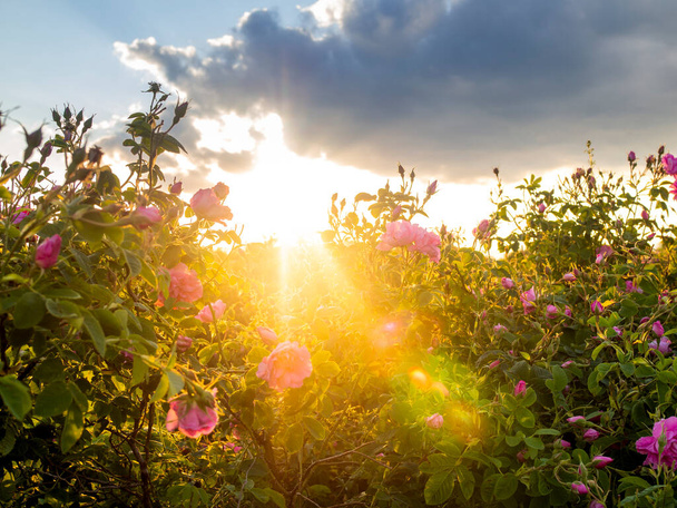 Flowering bush in a rose valley in the rays of sun, the golden hour - Foto, Imagen