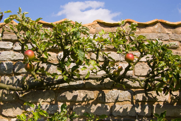 Μήλα ωριμάζουν στο καταφύγιο ενός περιφραγμένου κήπου - Φωτογραφία, εικόνα