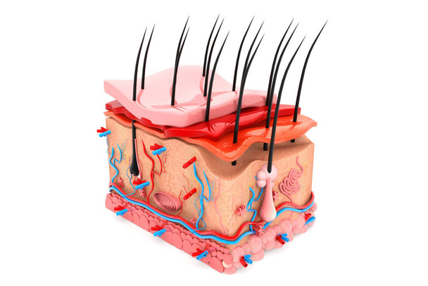 人間の皮膚解剖学。 3Dレンダリング - 写真・画像