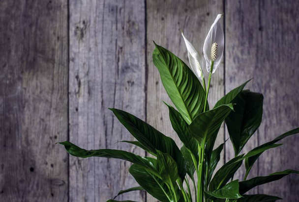 A peace lily plant against a wooden background - Fotó, kép