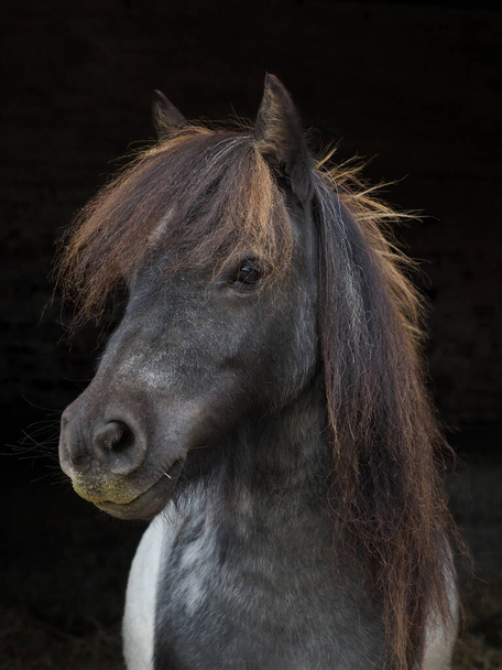A headshot of a cute Shetland pony against a black background. - Photo, Image