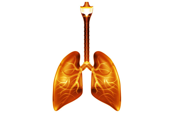 人間の肺。 3Dレンダリング - 写真・画像