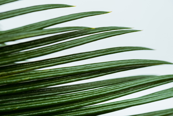 close up view of green palm leaf isolated on white - Photo, image