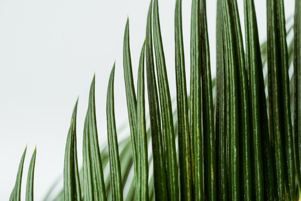 close-up zicht op groen palmblad geïsoleerd op wit - Foto, afbeelding