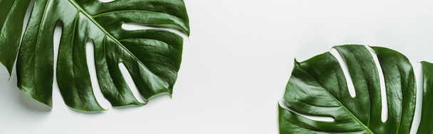 вид сверху на зеленые пальмовые листья на белом фоне, панорамный снимок
 - Фото, изображение