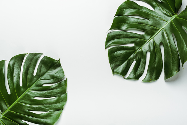 top view of green palm leaves on white background - Photo, Image