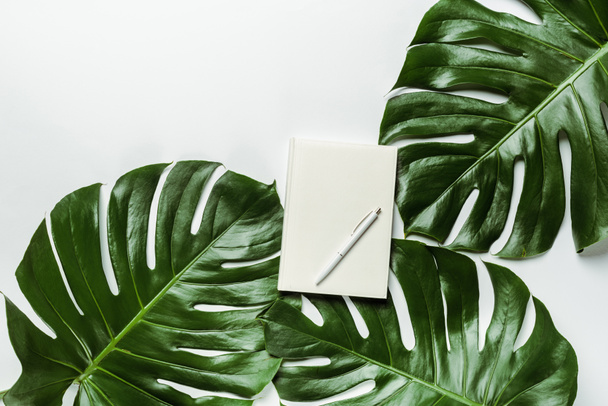 верхний вид ноутбука с ручкой на зеленых пальмовых листьях на белом фоне
 - Фото, изображение