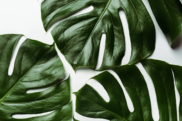 vista dall'alto di foglie di palma verde su sfondo bianco - Foto, immagini