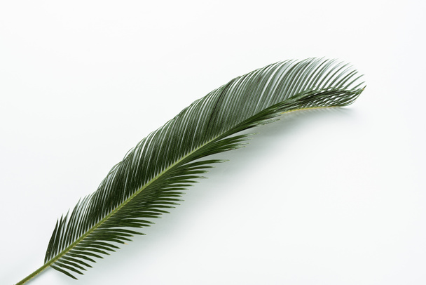 vista superior de la hoja de palma verde sobre fondo blanco
 - Foto, Imagen