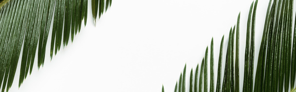 vista dall'alto di foglie di palma verde isolate su sfondo bianco, colpo panoramico - Foto, immagini