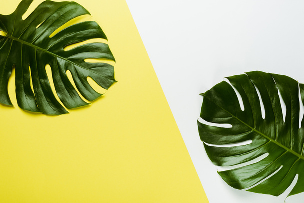 top view of green palm leaves on white and yellow background - Valokuva, kuva