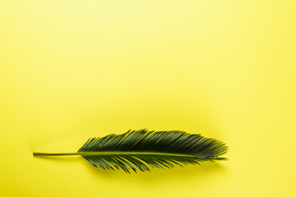 top view of green palm leaf on yellow background - Zdjęcie, obraz