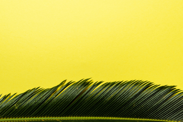 top view of green palm leaf isolated on yellow background - Φωτογραφία, εικόνα