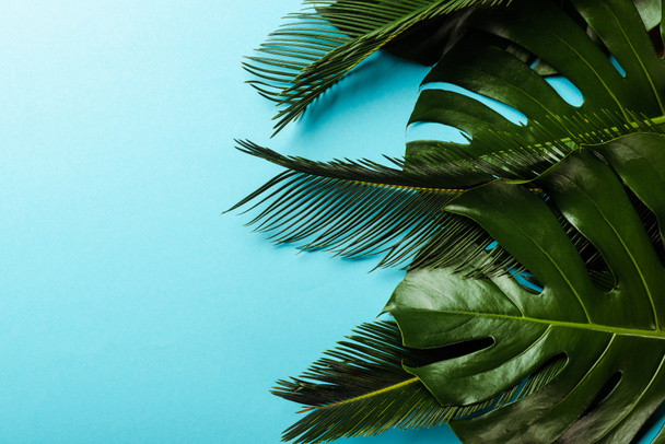 top view of green palm leaves on blue background - Fotoğraf, Görsel