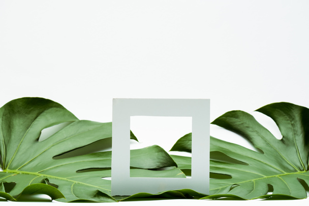 square empty frame on green palm leaves on white background - Photo, Image