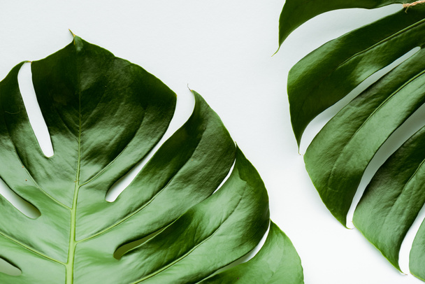 vue rapprochée des feuilles de palmier vert sur fond blanc - Photo, image