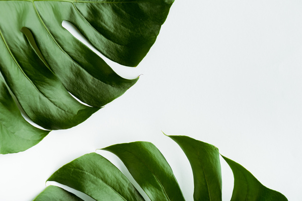 vista da vicino di foglie di palma verde su sfondo bianco - Foto, immagini