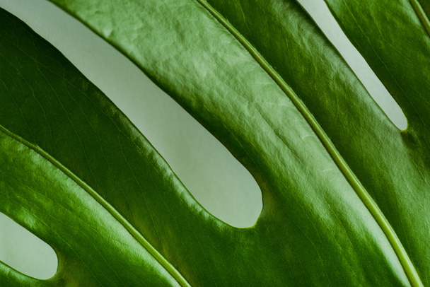 close up view of green palm leaf - Zdjęcie, obraz