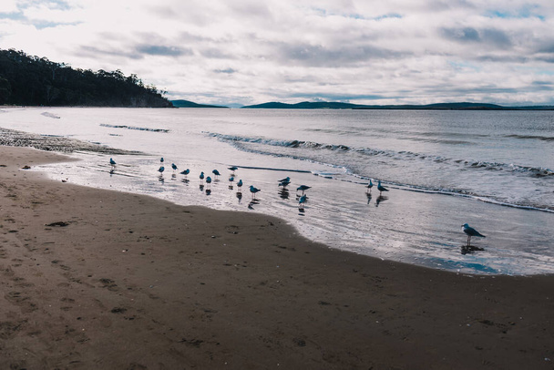 hermosa playa de Tasmania y el paisaje costero en Kingston Beach, un popular suburbio al sur de Hobart, con bandada de gaviotas en la orilla
 - Foto, Imagen