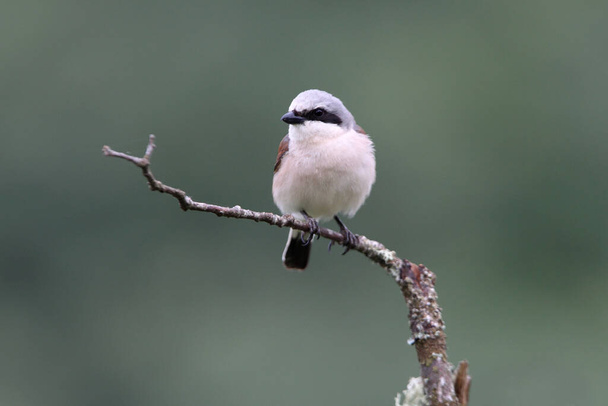 Male of Red-backed shrike With the first light of the morning in their breeding territory - Photo, Image